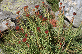 Rosenwurz